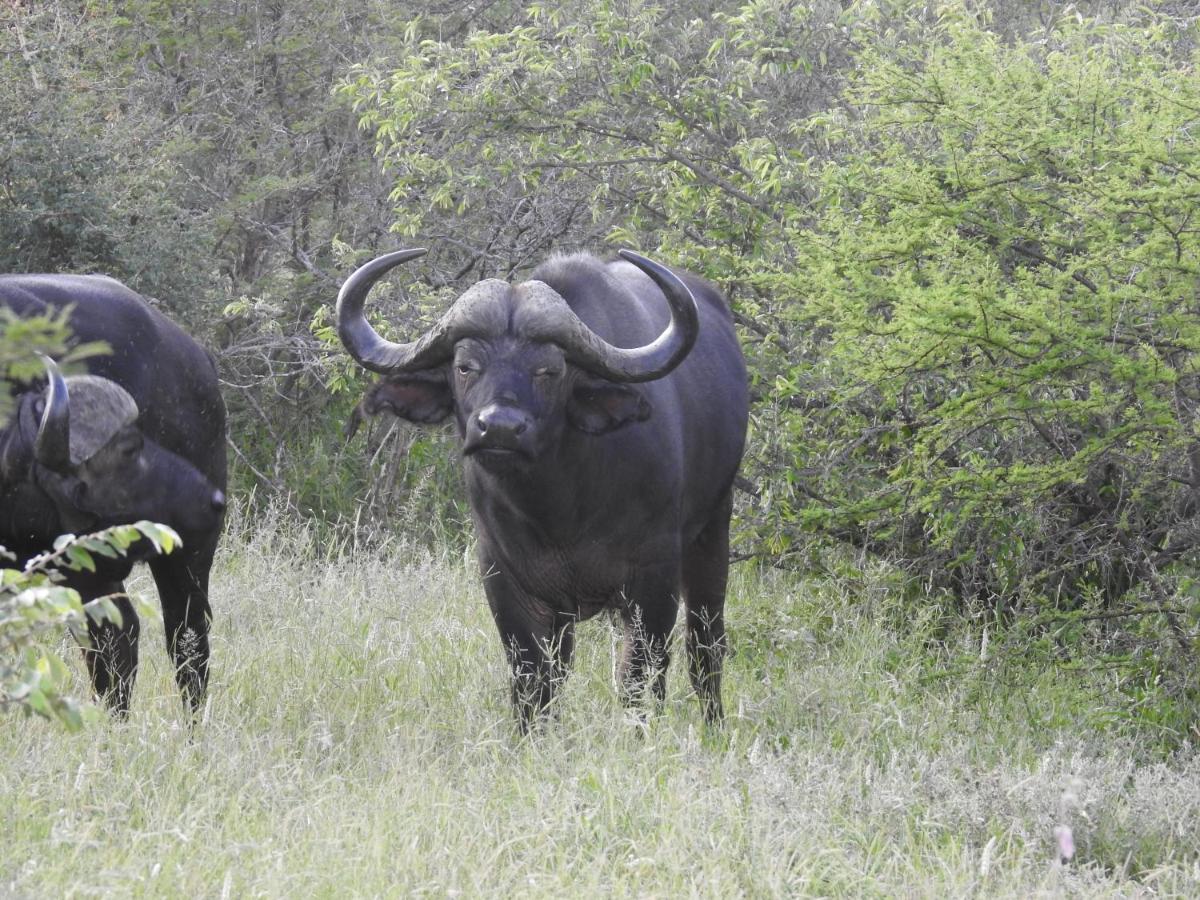 African Dream Tour Hoedspruit Ngoại thất bức ảnh