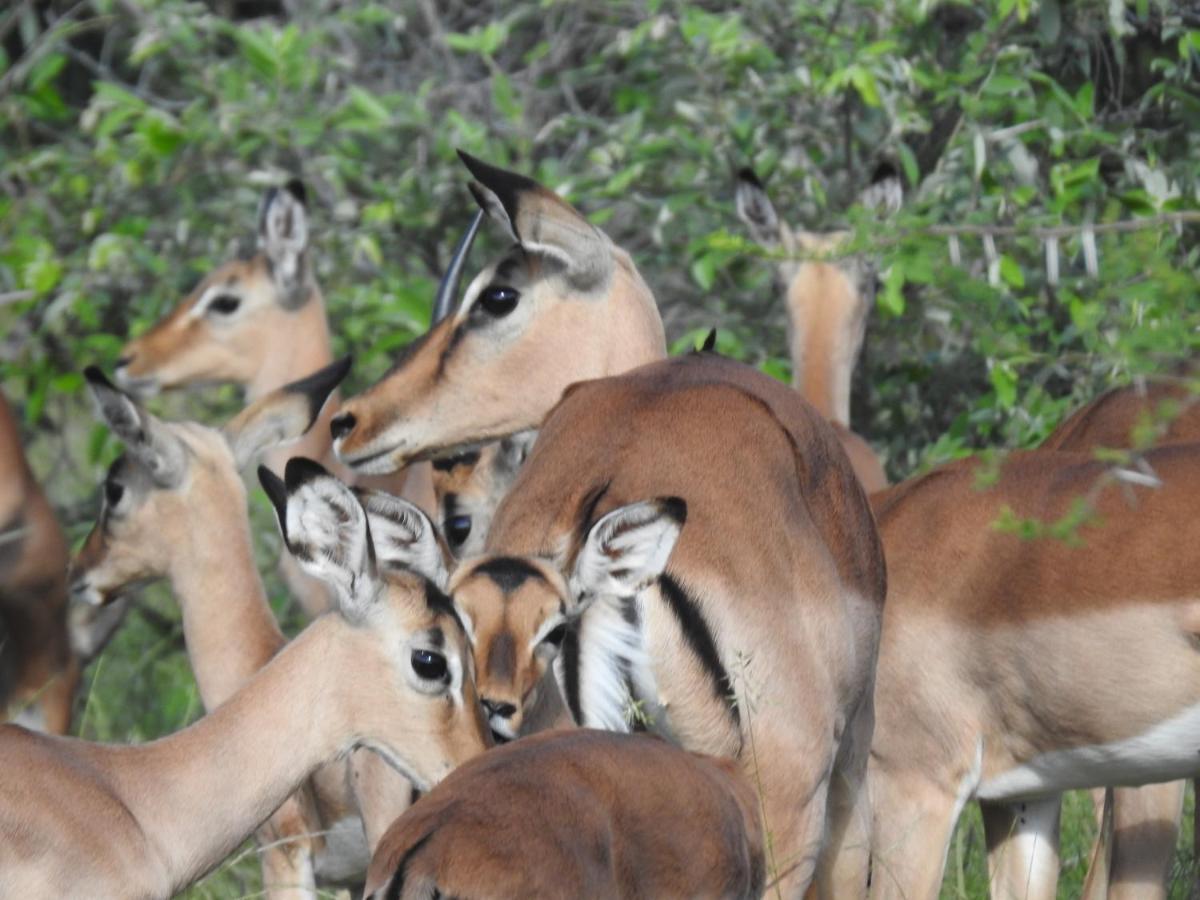 African Dream Tour Hoedspruit Ngoại thất bức ảnh