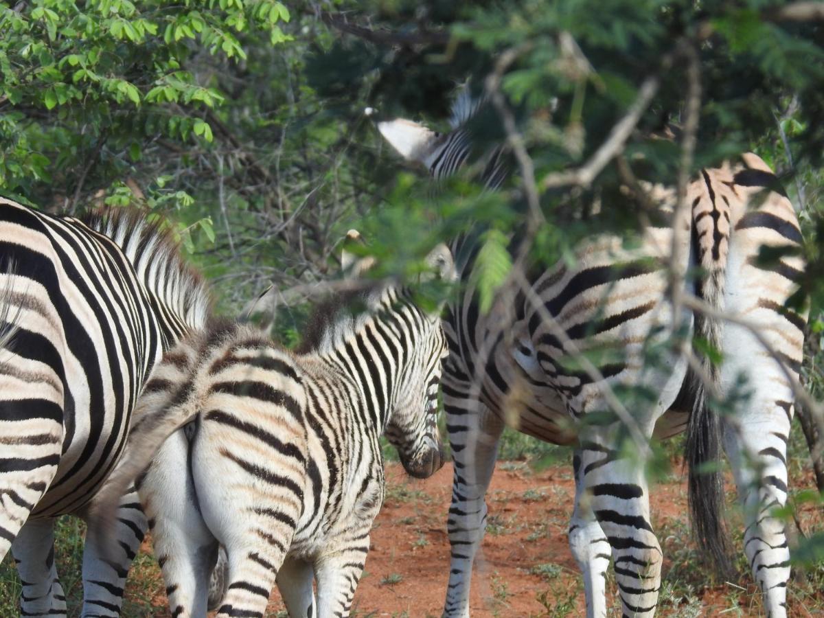 African Dream Tour Hoedspruit Ngoại thất bức ảnh