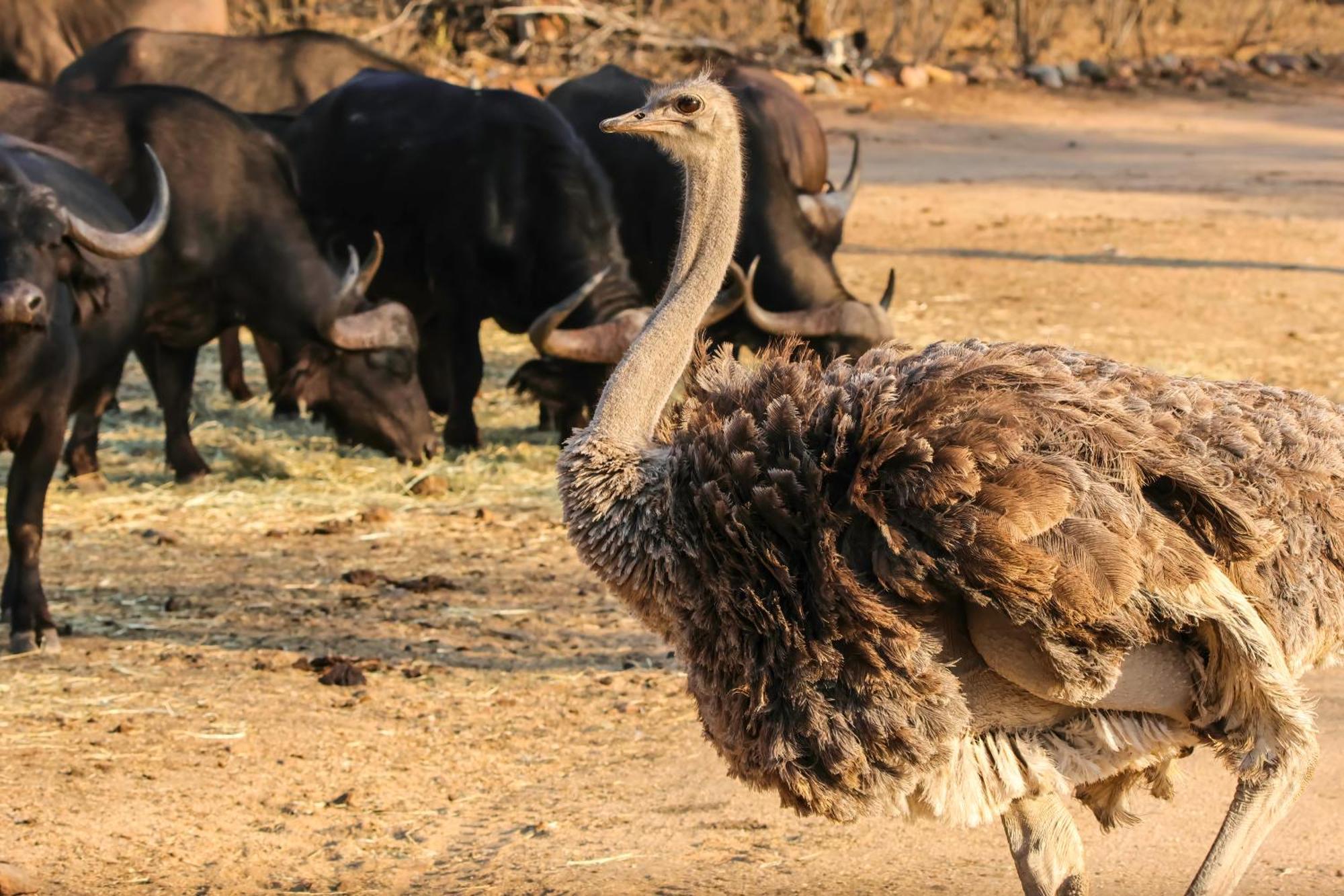 African Dream Tour Hoedspruit Ngoại thất bức ảnh