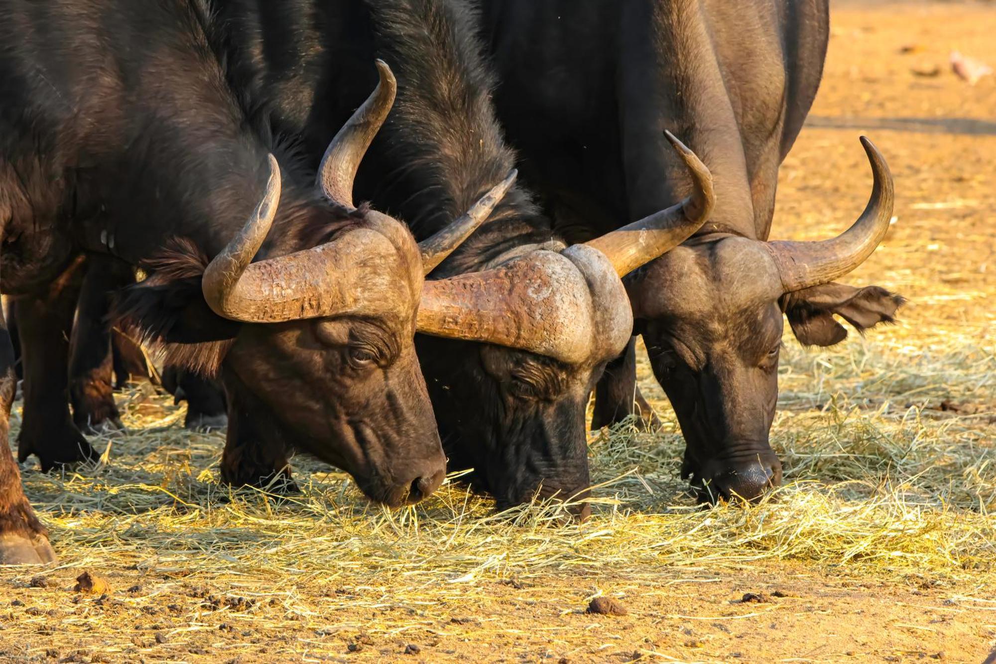 African Dream Tour Hoedspruit Ngoại thất bức ảnh